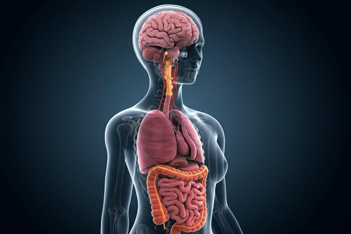 Il legame tra cervello e intestino: scopri l’importanza dell’asse cervello-intestino!